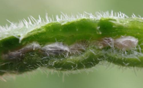 Dasineura odoratae